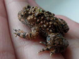 Image of Yunnan Firebelly Toad