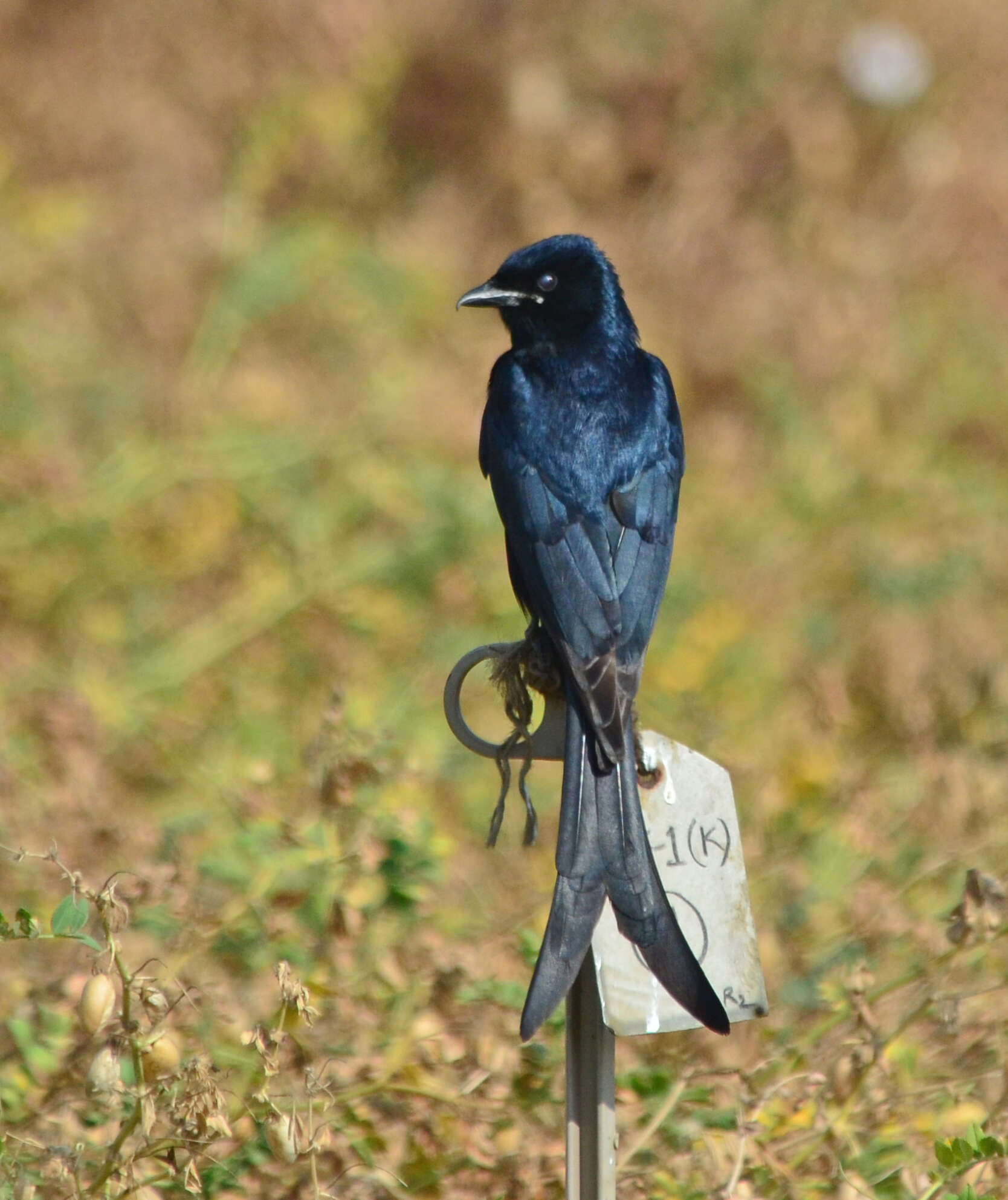 Image of Black Drongo