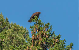 Image of Common Buzzard