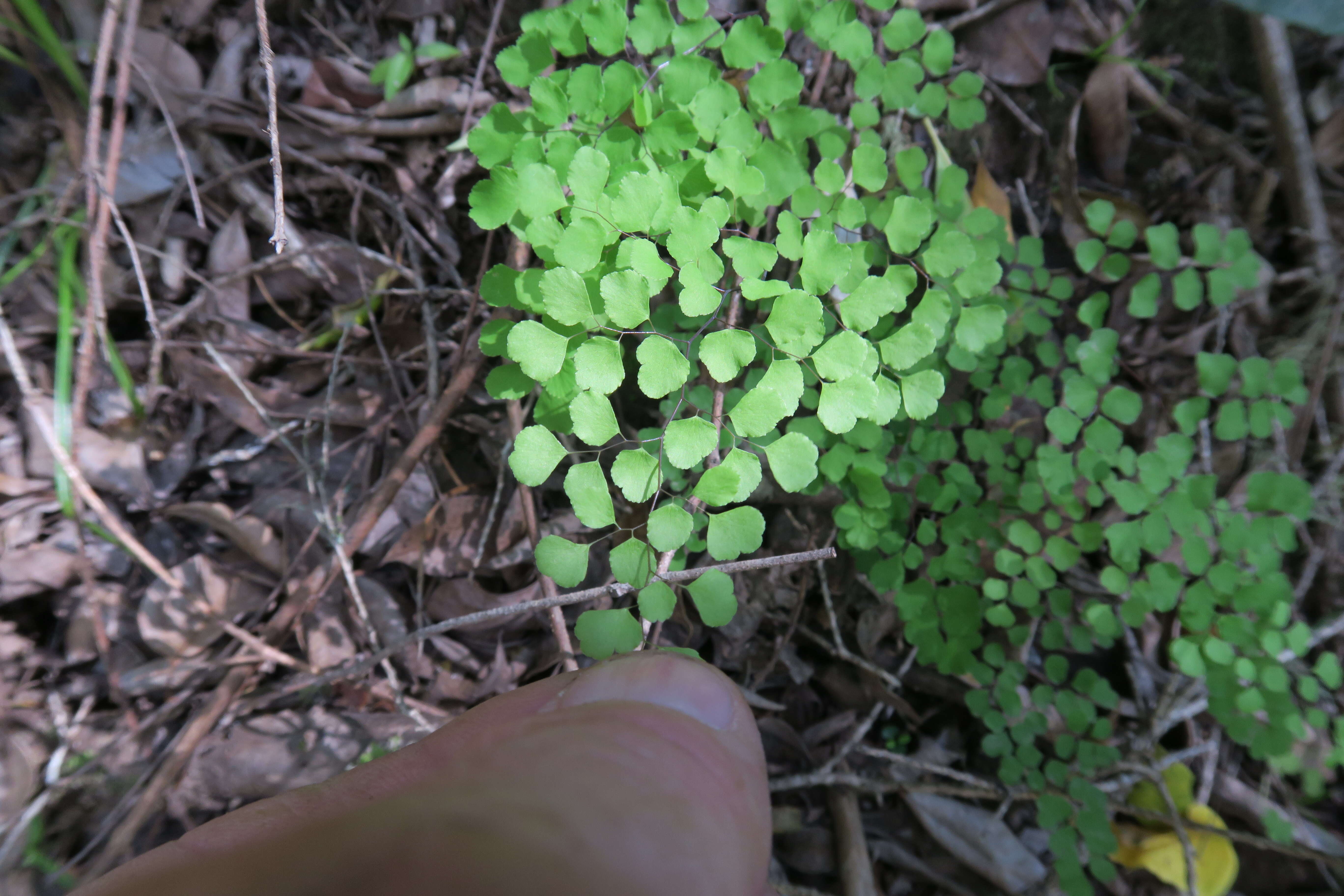 Image of Adiantum aethiopicum L.