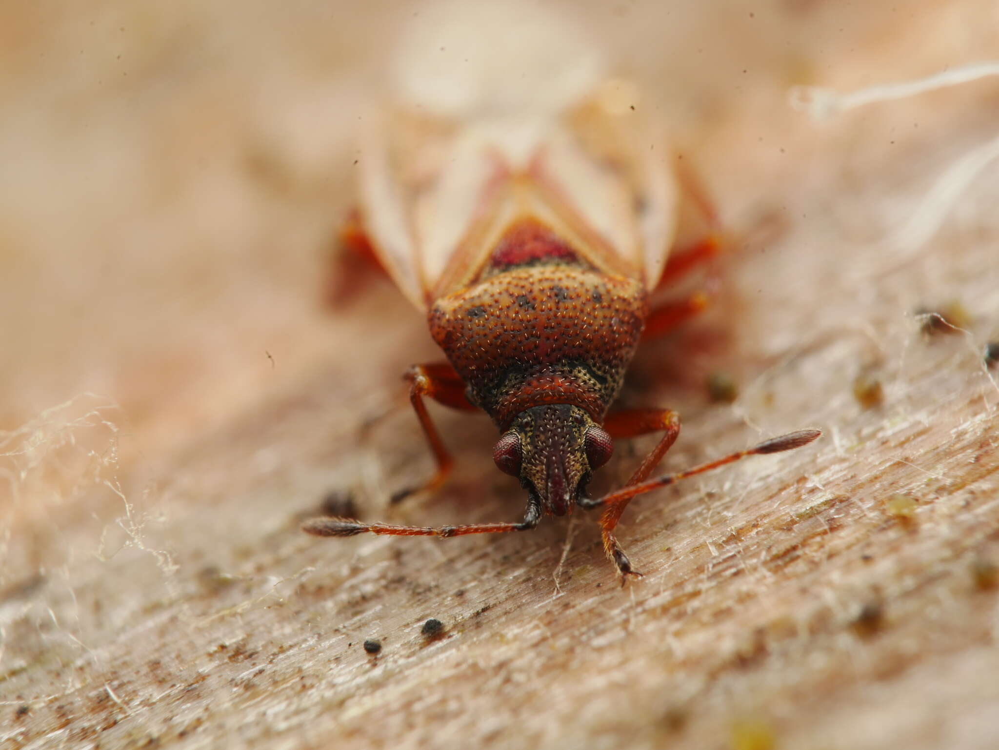 Image of Birch Catkin Bug