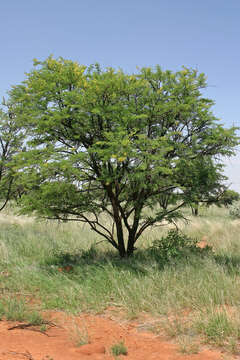 Plancia ëd Vachellia karroo (Hayne) Banfi & Galasso