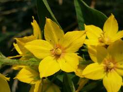 Image of Dotted Loosestrife