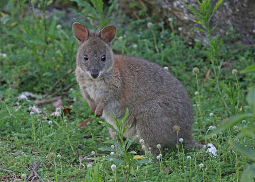 Image of Red-necked Pademelon