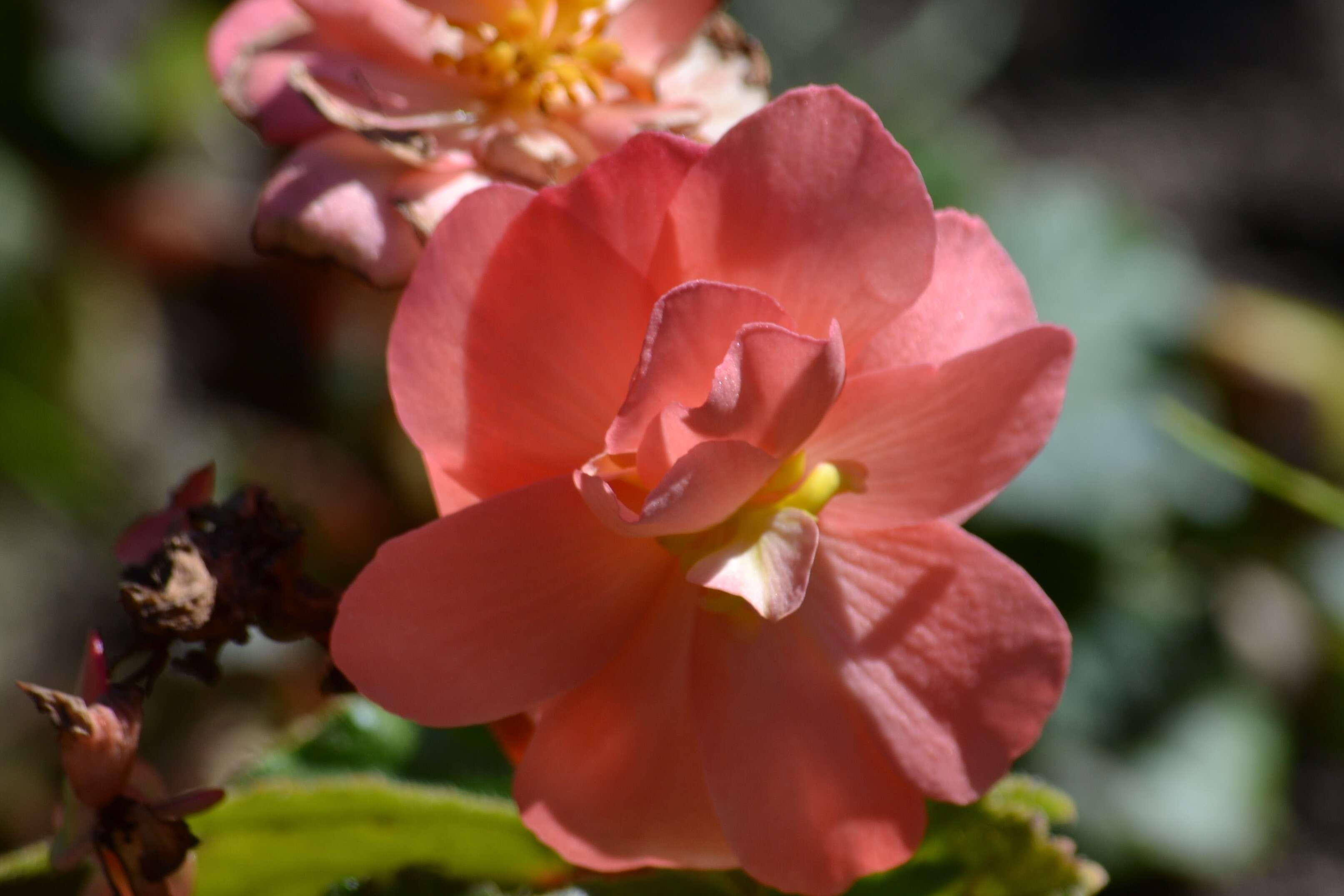 Image of Begonia tuberhybrida Voss