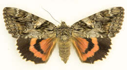 Image of Aholibah Underwing