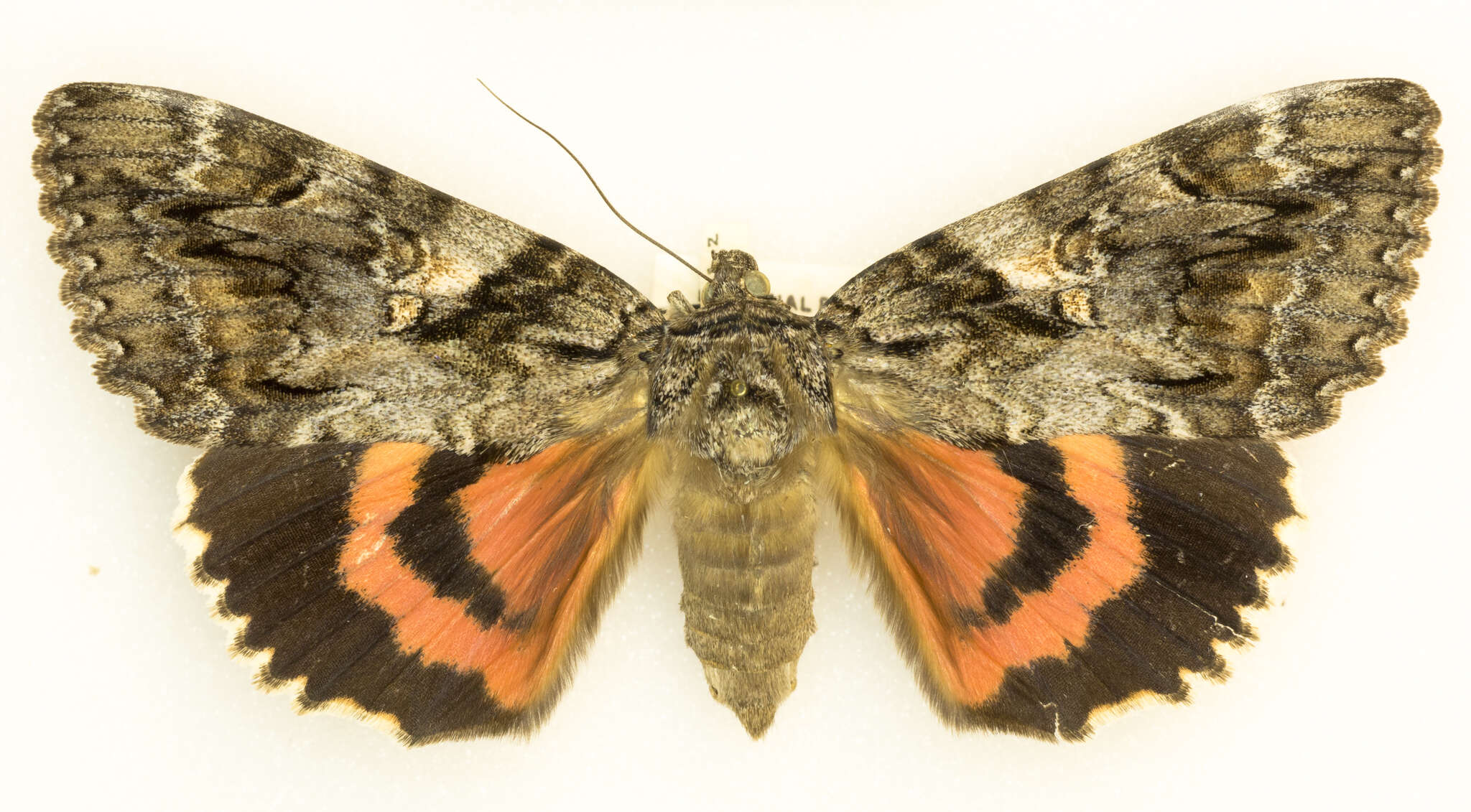 Image of Aholibah Underwing