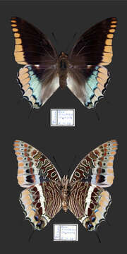 Imagem de Charaxes epijasius