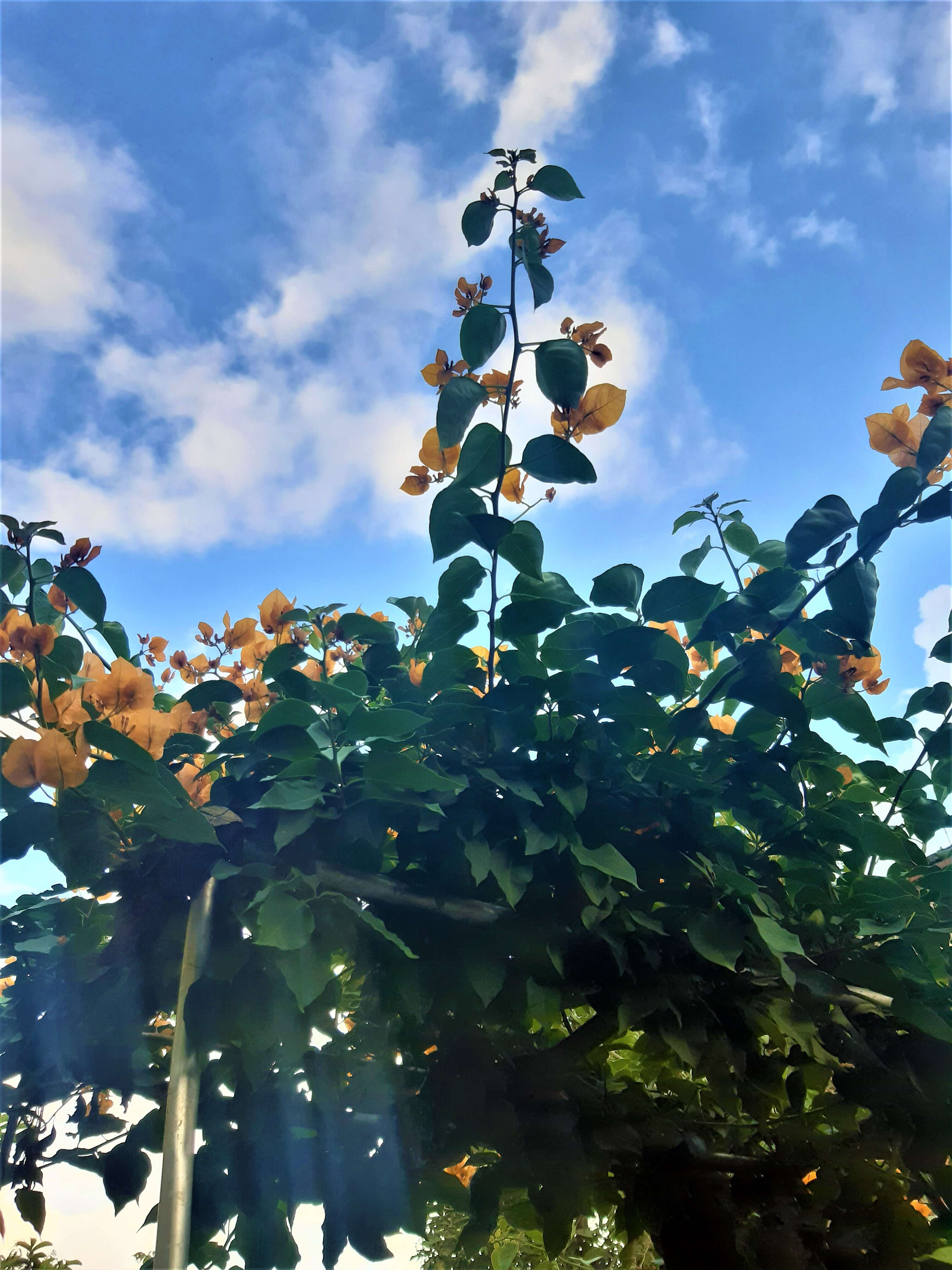 Слика од Bougainvillea