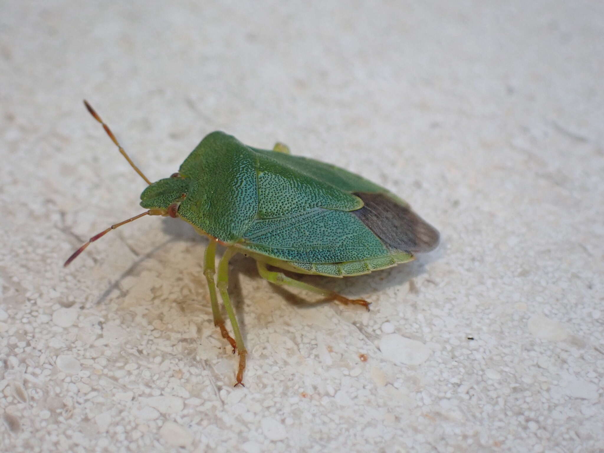 Image of Green shield bug