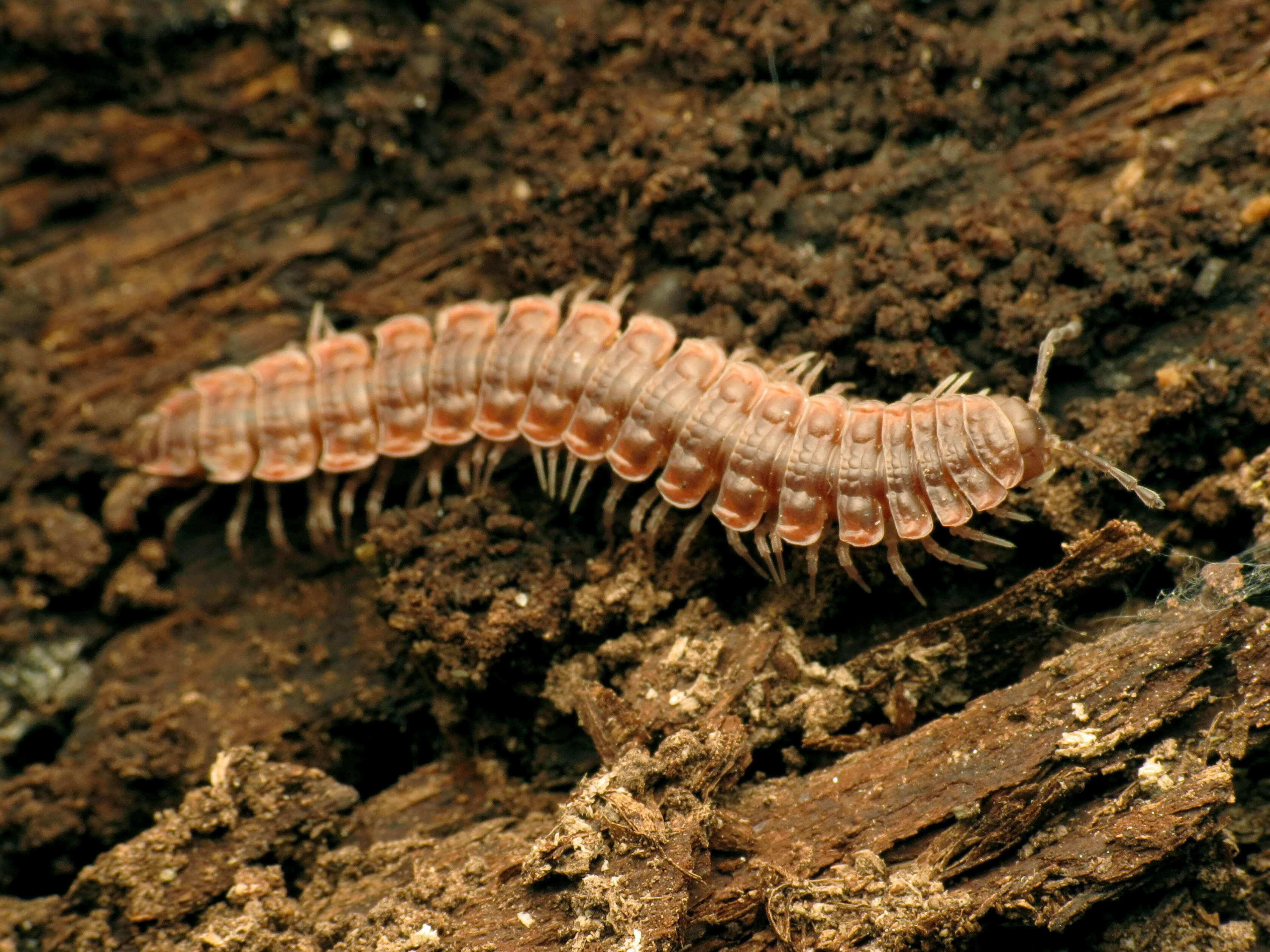 Image of Pseudopolydesmus