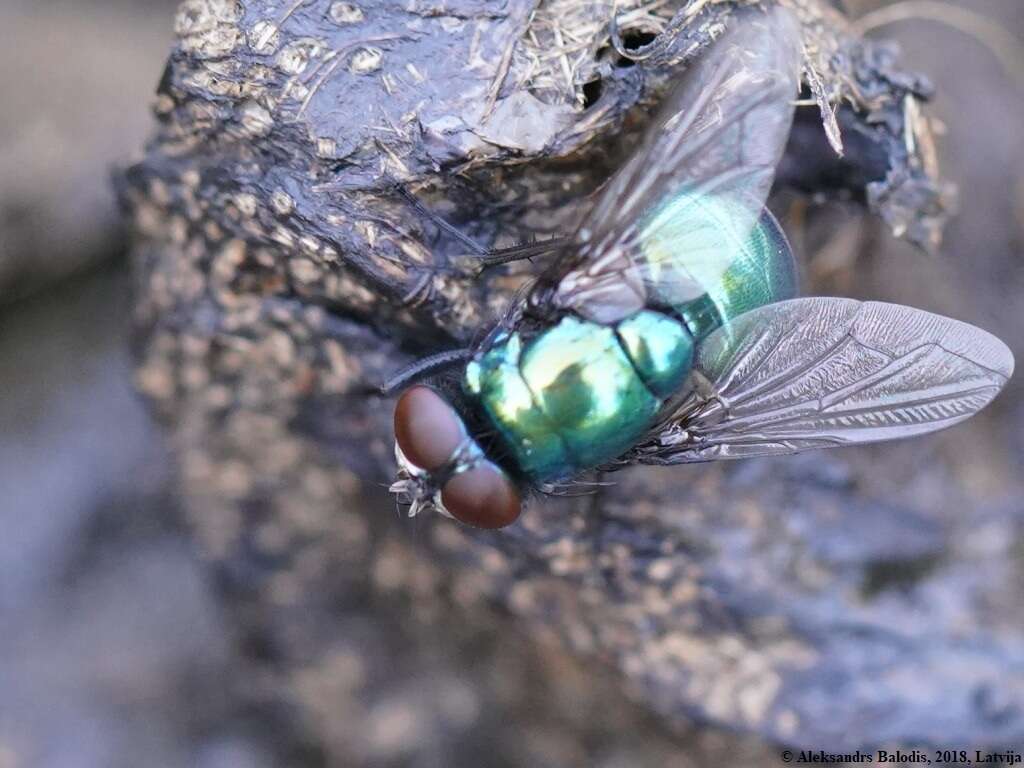 Lucilia illustris (Meigen 1826)的圖片