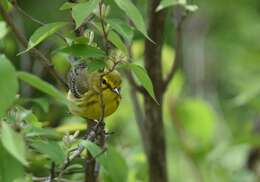 Setophaga discolor (Vieillot 1809) resmi