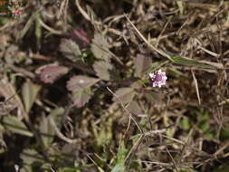 Plancia ëd Phyla nodiflora (L.) Greene