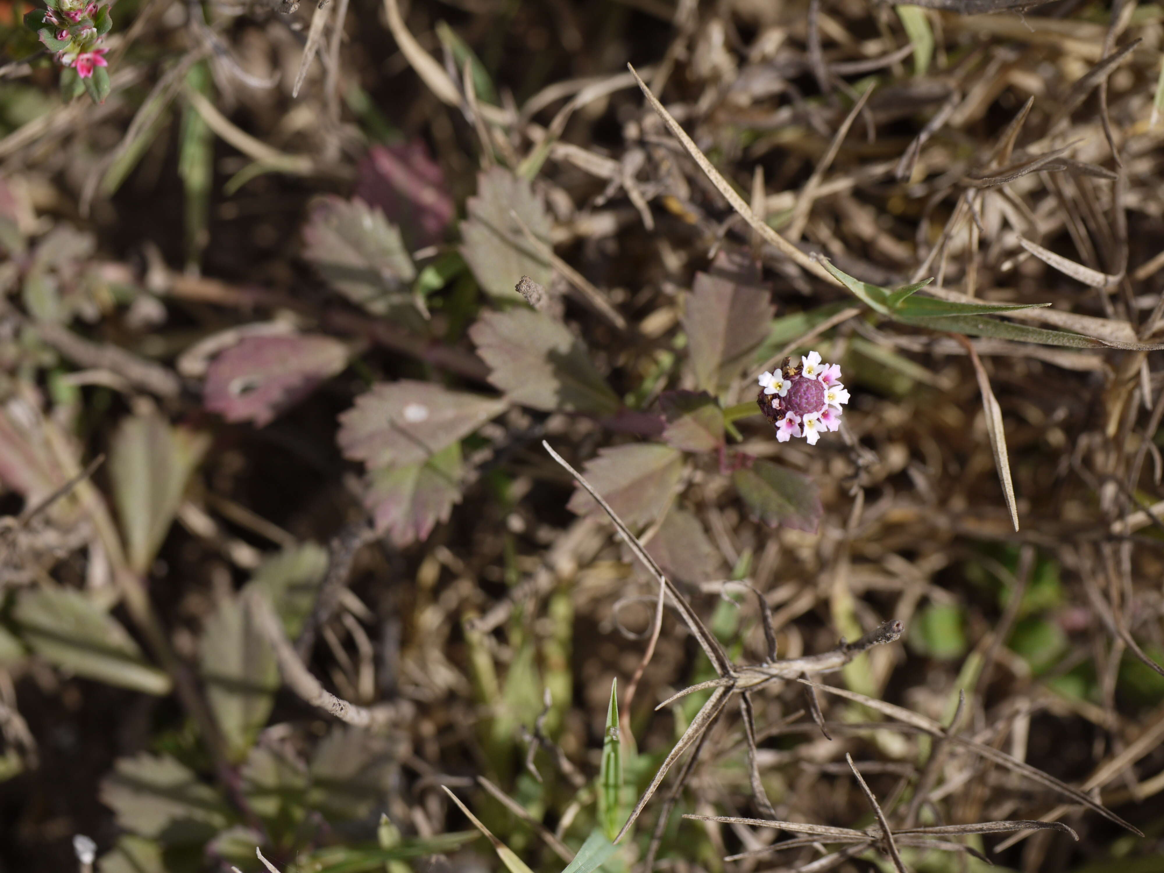 Plancia ëd Phyla nodiflora (L.) Greene