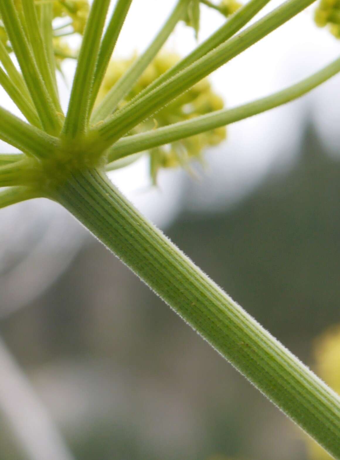 Image of Thompson's desertparsley