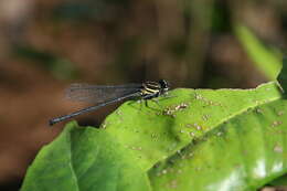 Image de Onychargia Selys 1865