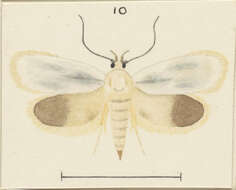 Image of Hierodoris eremita Philpott 1930
