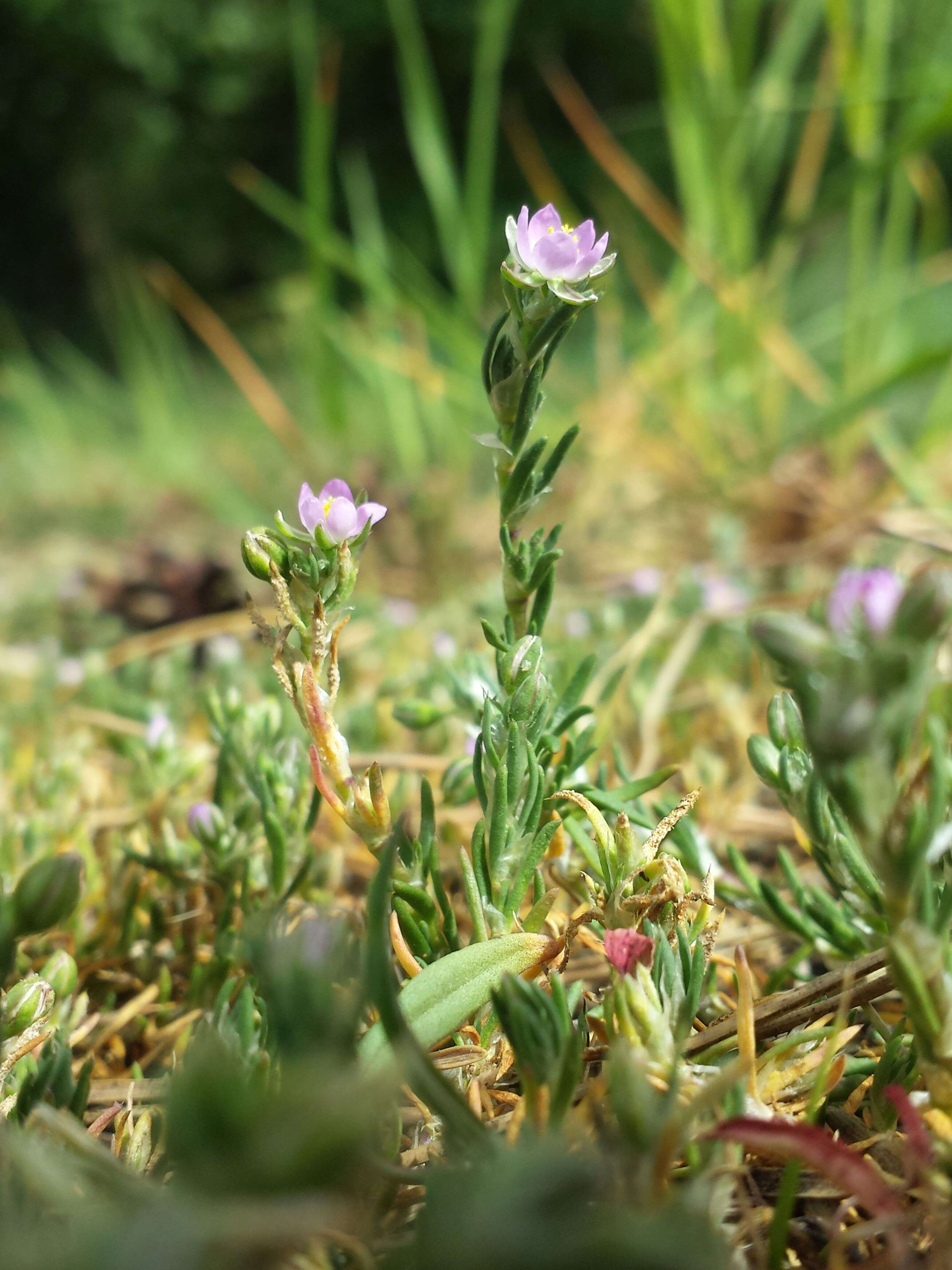 Image of red sandspurry