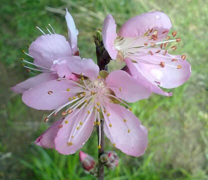 Image of Prunus persica var. platycarpa