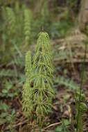 Image of Wood Horsetail