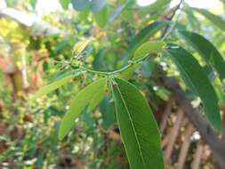 Image of Potato bush