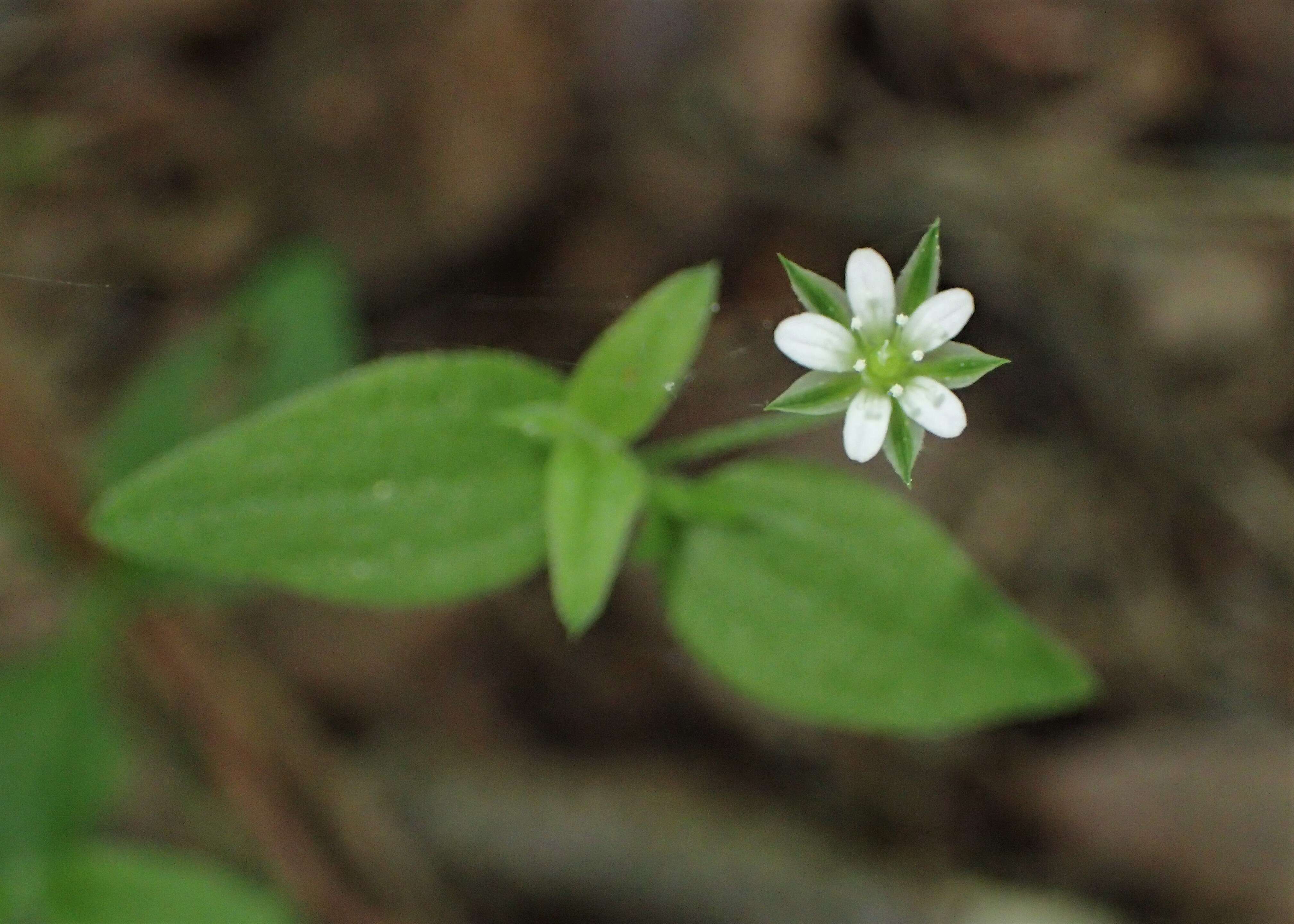 Слика од Moehringia trinervia (L.) Clairv.