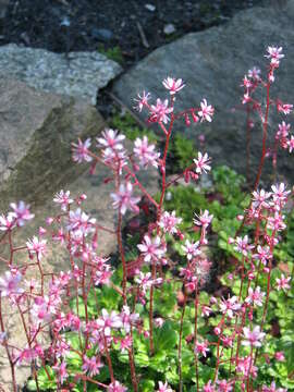 Image of Saxifraga umbrosa L.