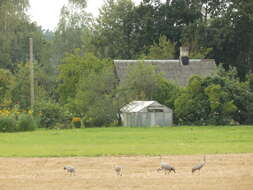 Image of Common Crane