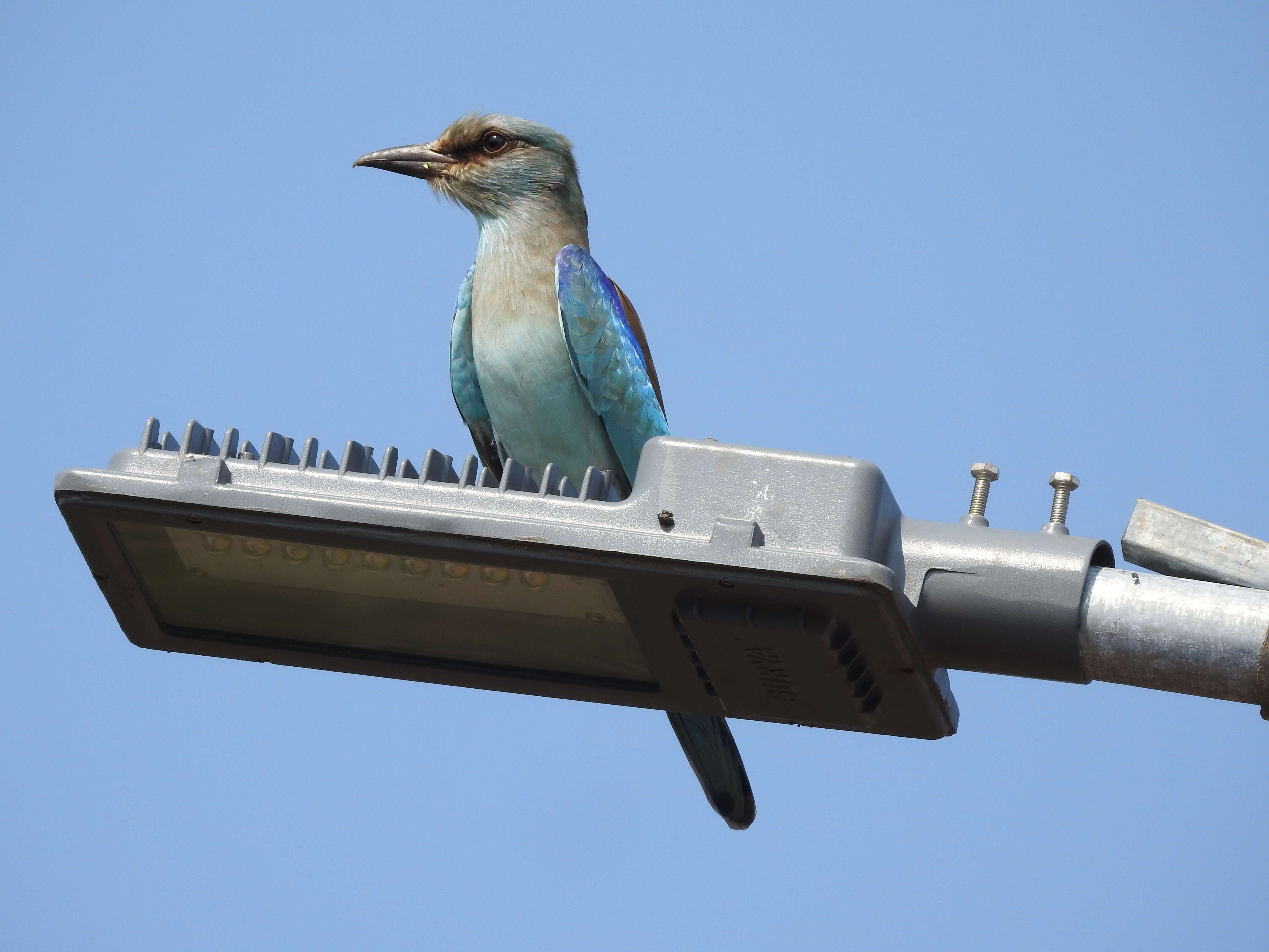 Image of European Roller