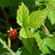 Image of Stone Bramble