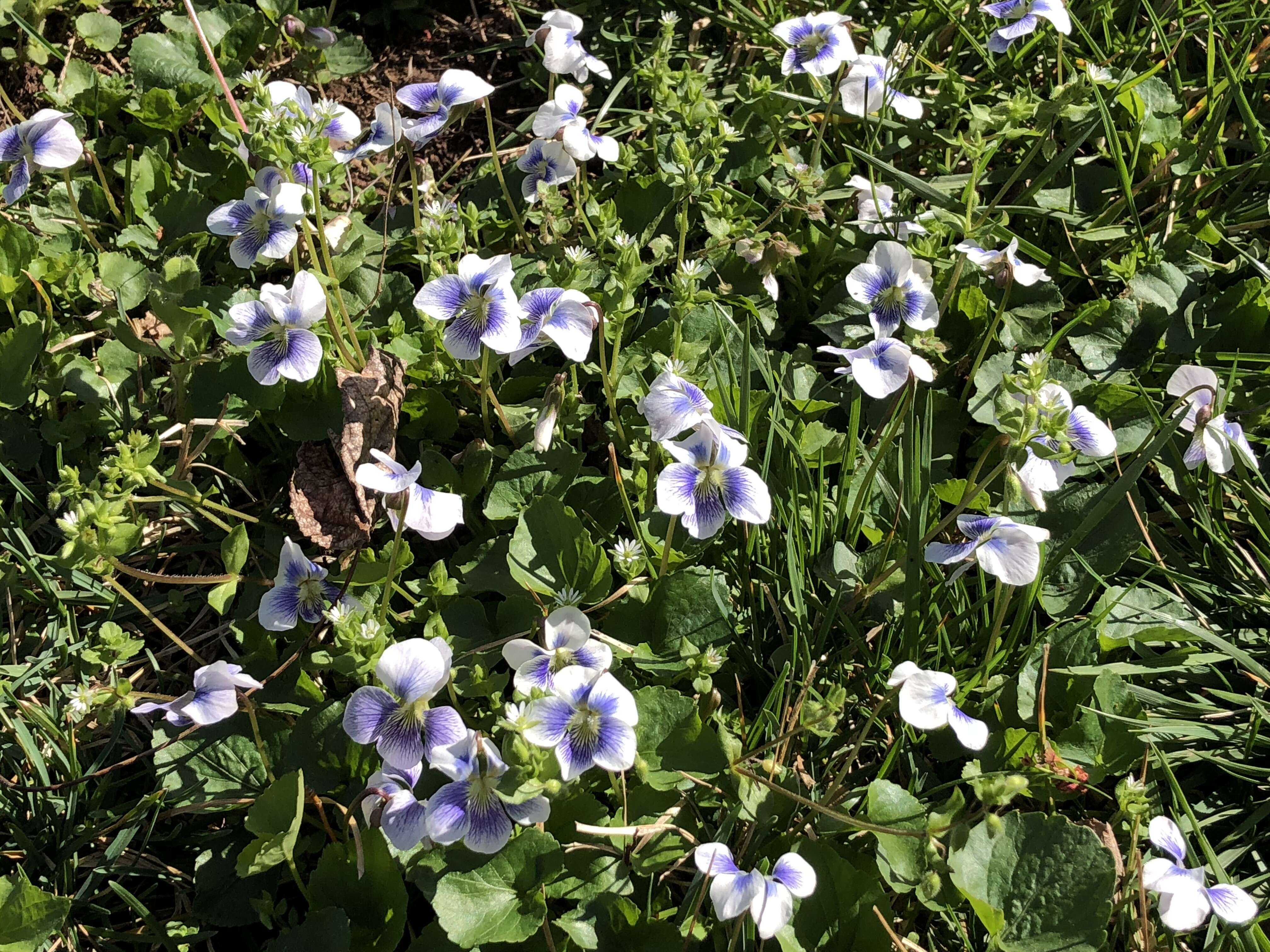 Image of common blue violet