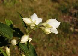 Image of sweet mock orange