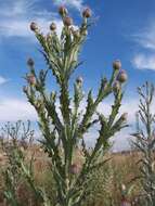 Image of Moor's Cotton Thistle