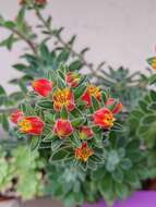 Image of Mexican Firecracker