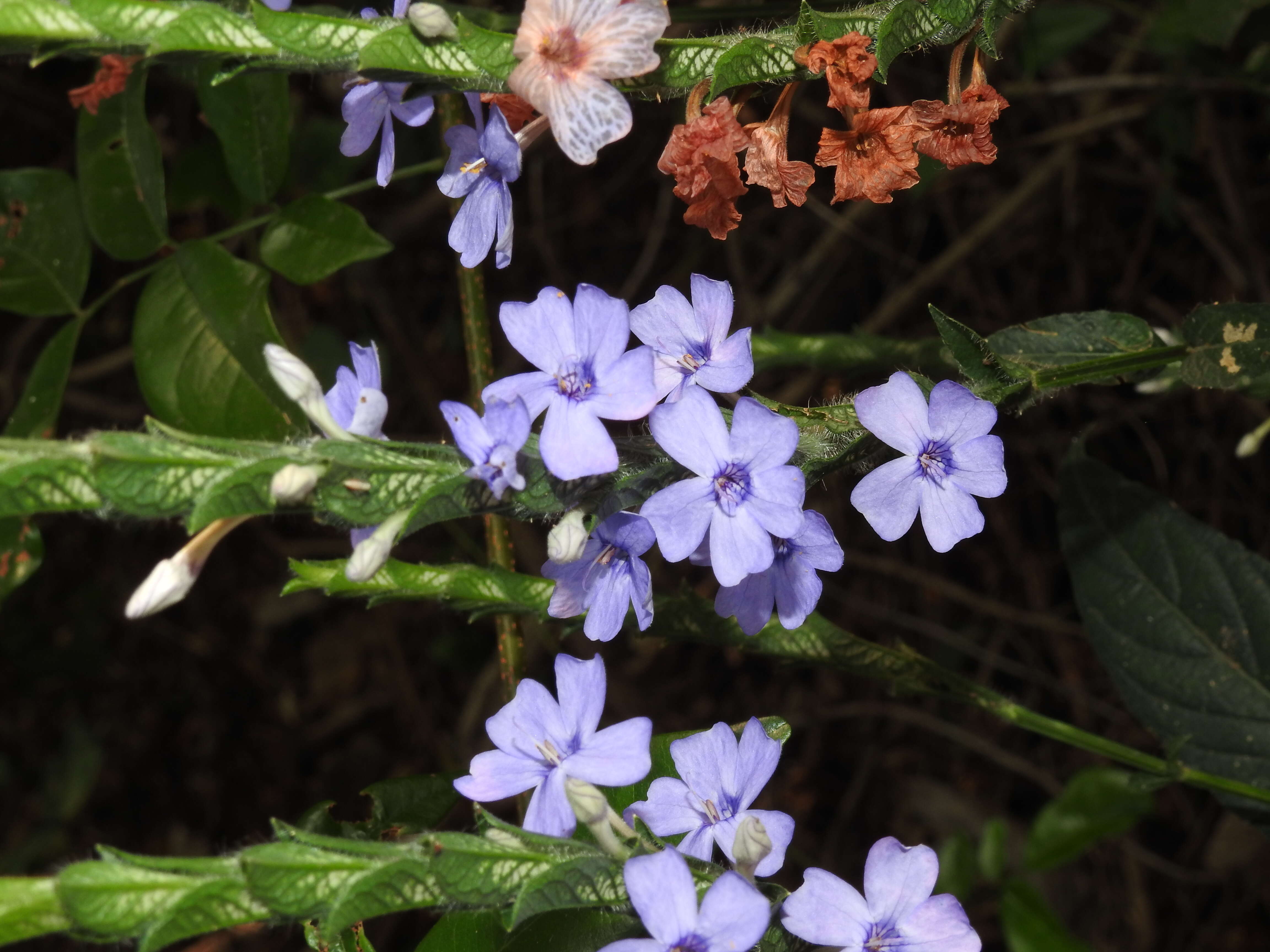 Eranthemum roseum (Vahl) R. Br. resmi