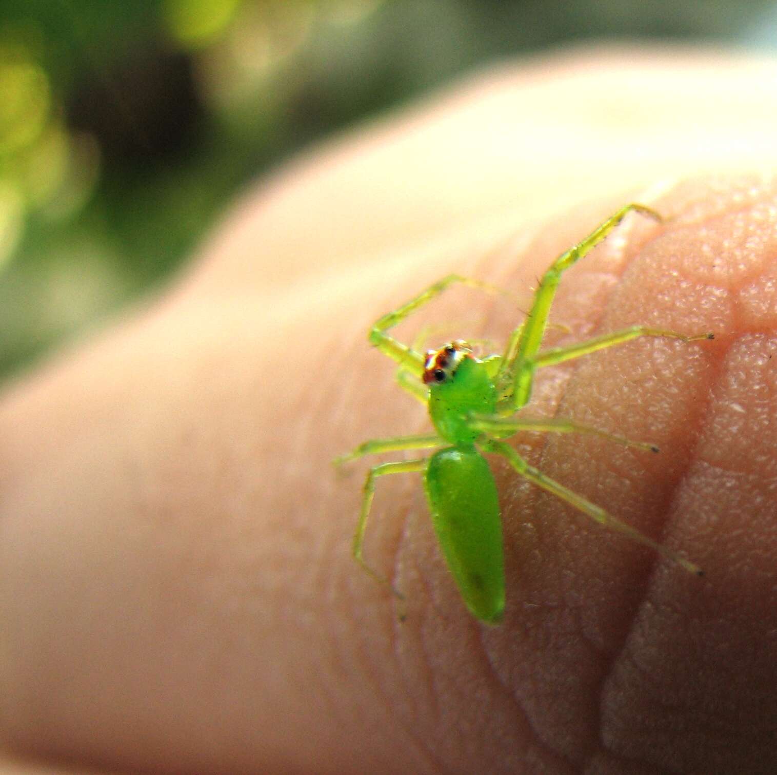 Image of Magnolia Green Jumper