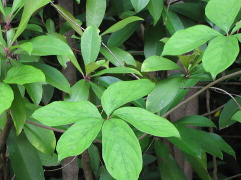 Image of fiveleaf yam