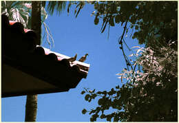 Image of White-winged Dove