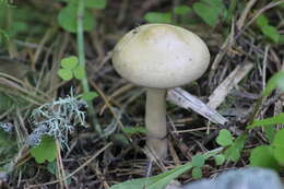 Plancia ëd Agrocybe praecox (Pers.) Fayod 1889