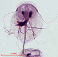 Image of Giardia intestinalis