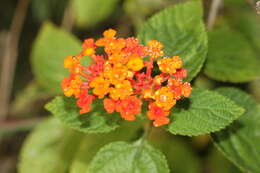 Image of lantana