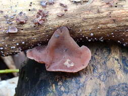 Image of ear fungus