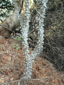 Image of Zanthoxylum schinifolium Siebold & Zucc.