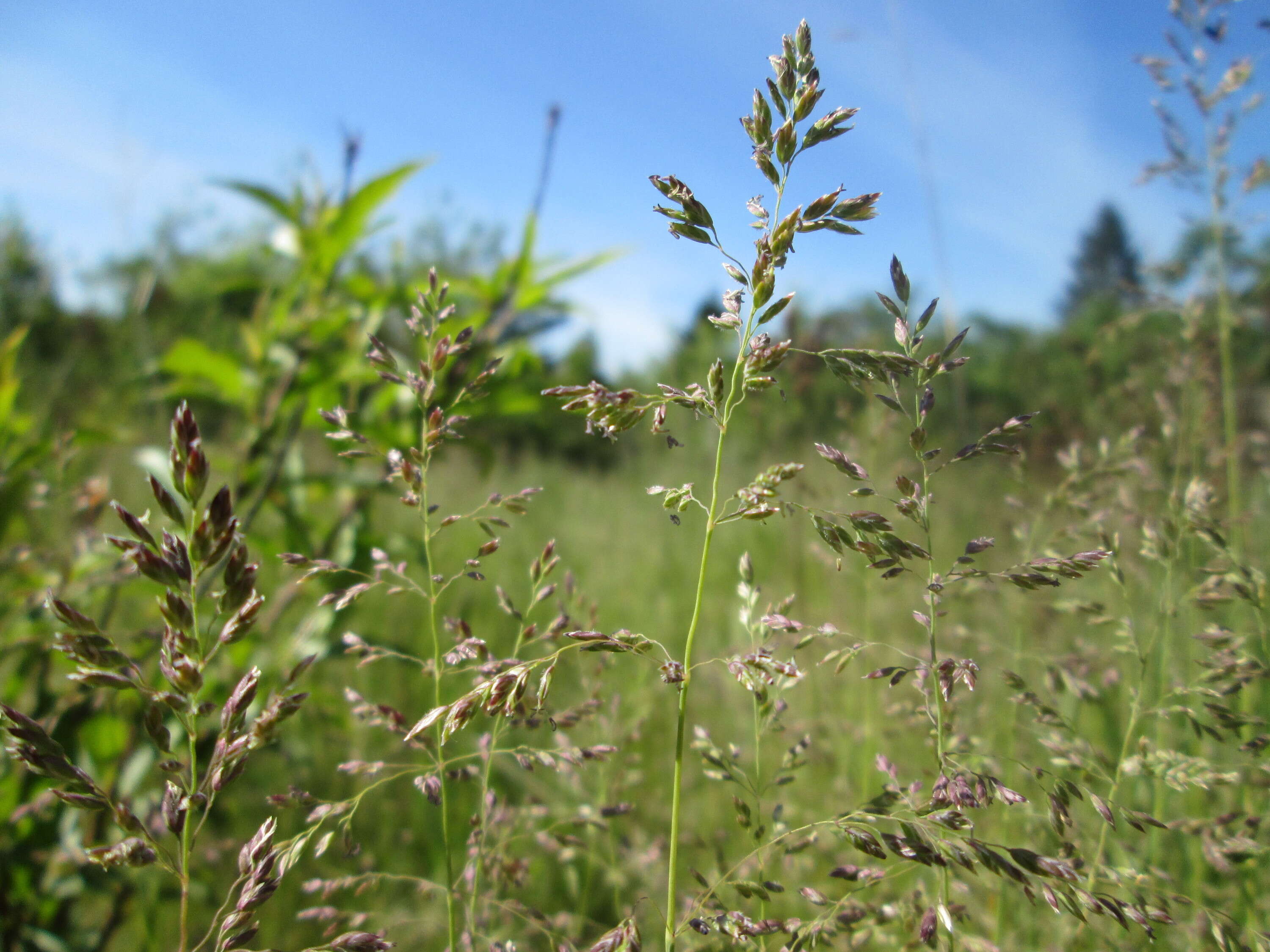 Image of Smooth Meadow-grass