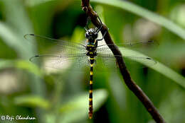 Image of Epophthalmia frontalis Selys 1871