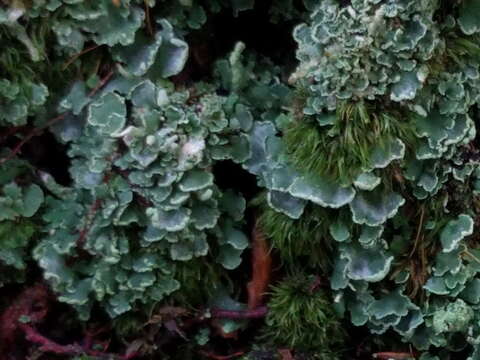 Слика од Cladonia digitata (L.) Hoffm.