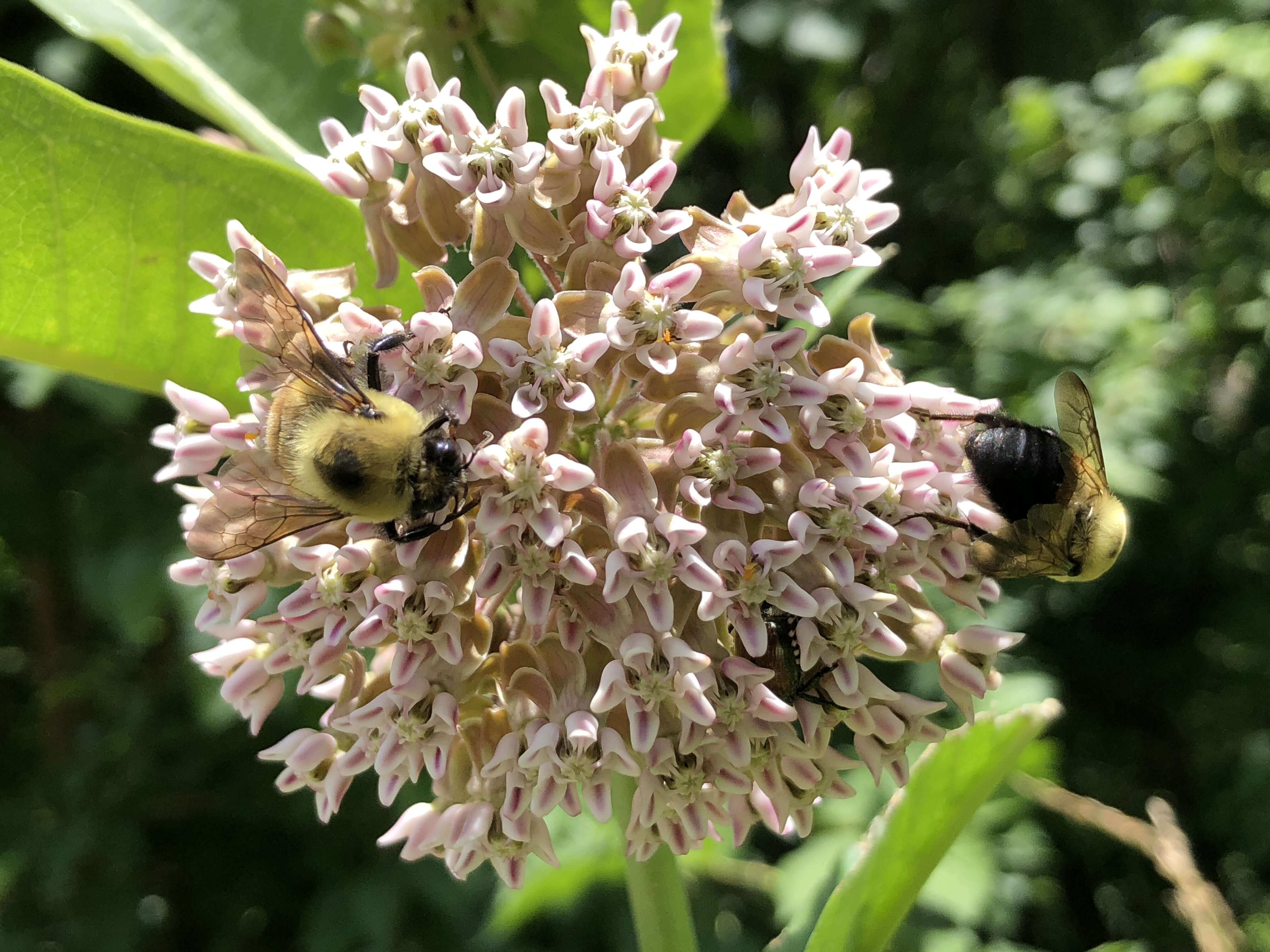 Image of Eastern Carpenter Bee