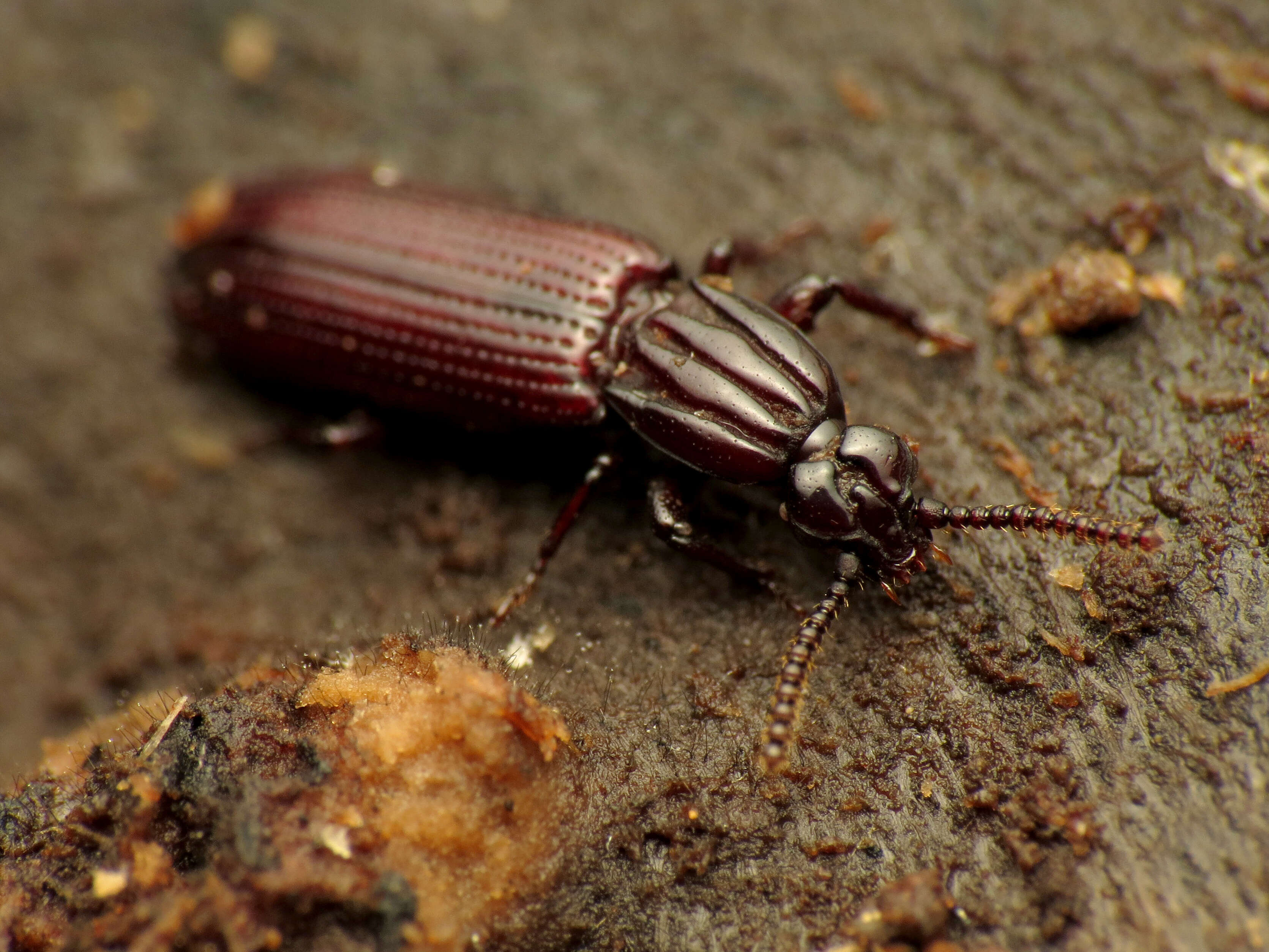 Image of Omoglymmius (Boreoglymmius) americanus (Laporte 1836)