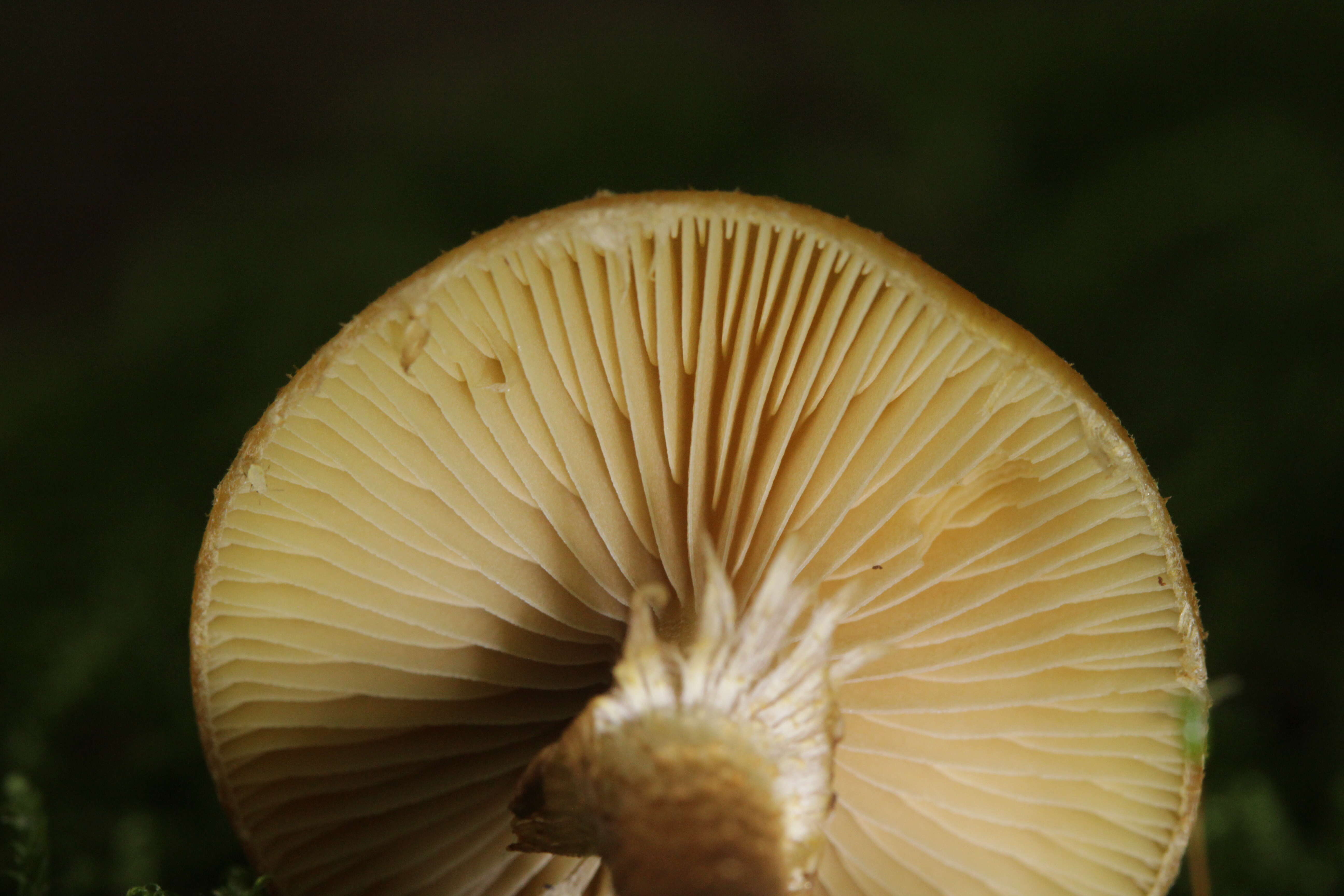 Imagem de Kuehneromyces mutabilis (Schaeff.) Singer & A. H. Sm. 1946